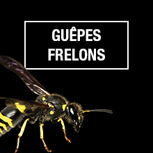 GUEPES & Frelons