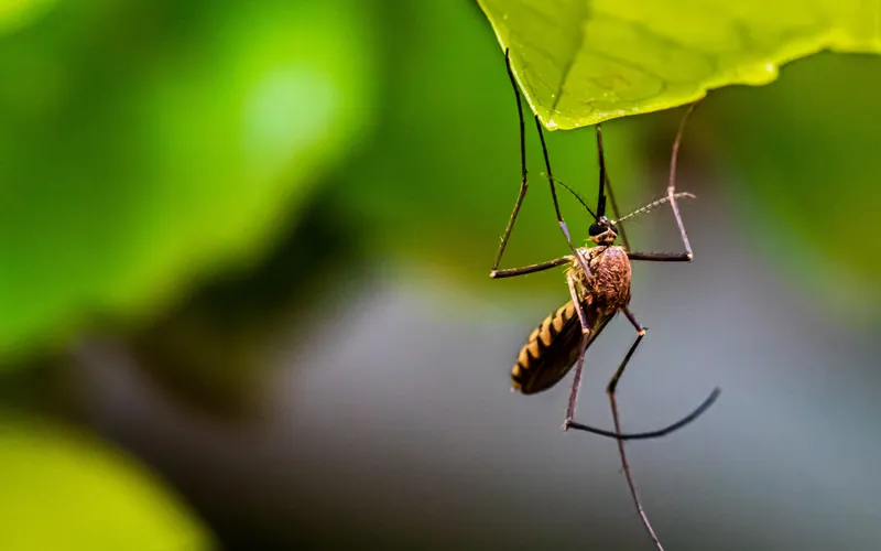 Moustique suspendu sous une feuille