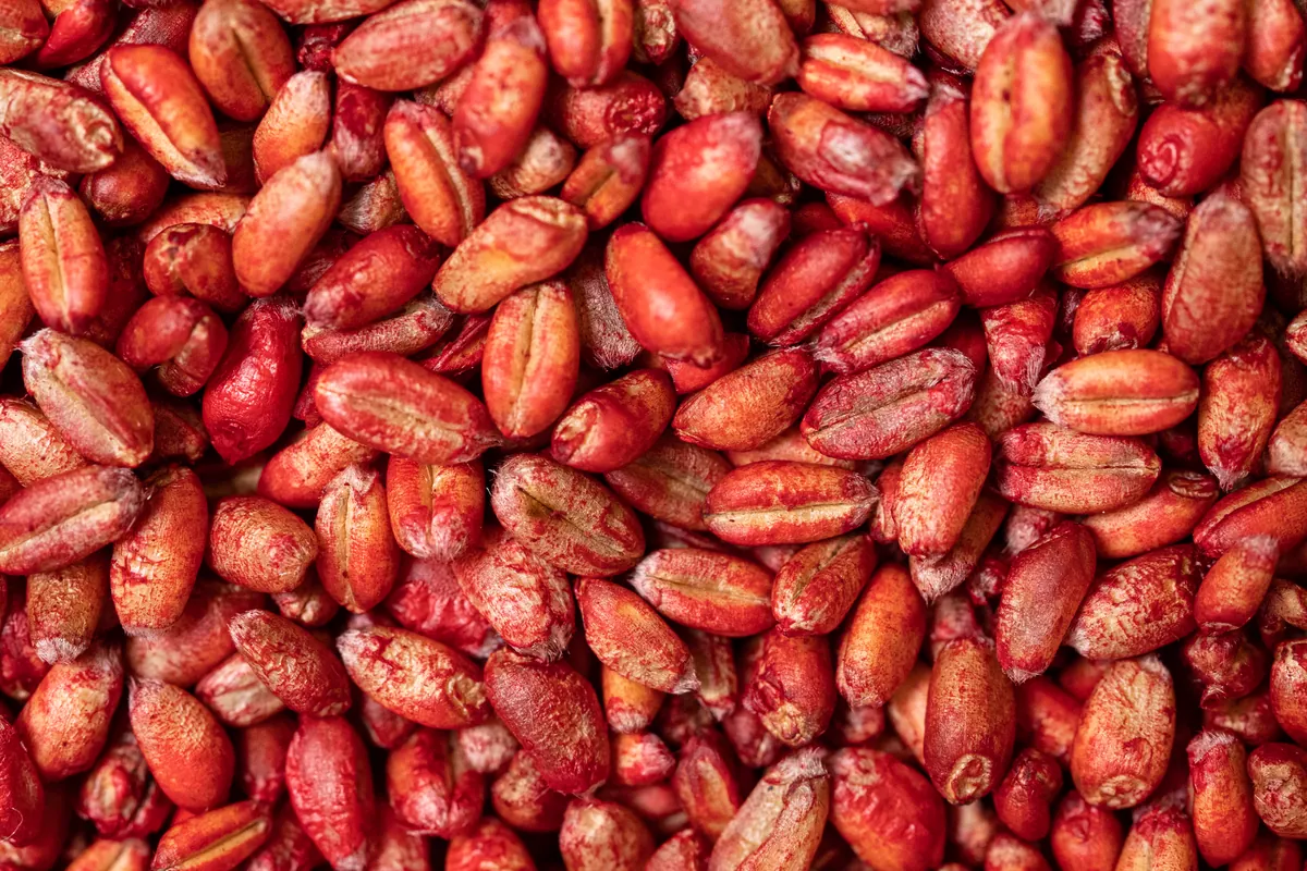 Gros plan sur des grains enrobés rouges