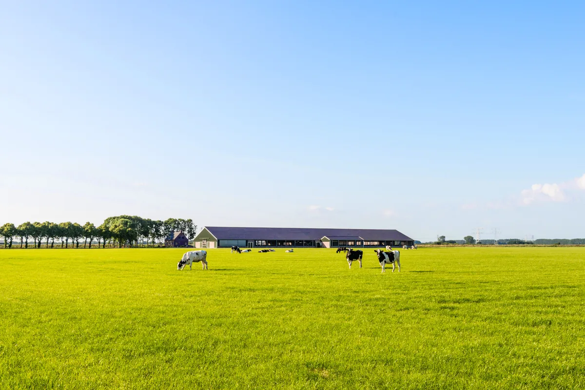 Bâtiment d'élevage et vaches dans une prairie