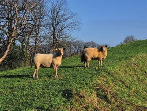 Moutons en éco-pâturage sur le site