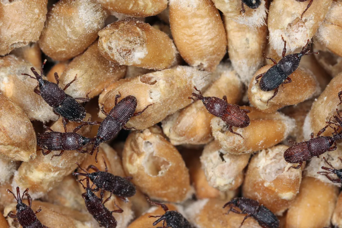 Charançons sur des grains de céréales stockés