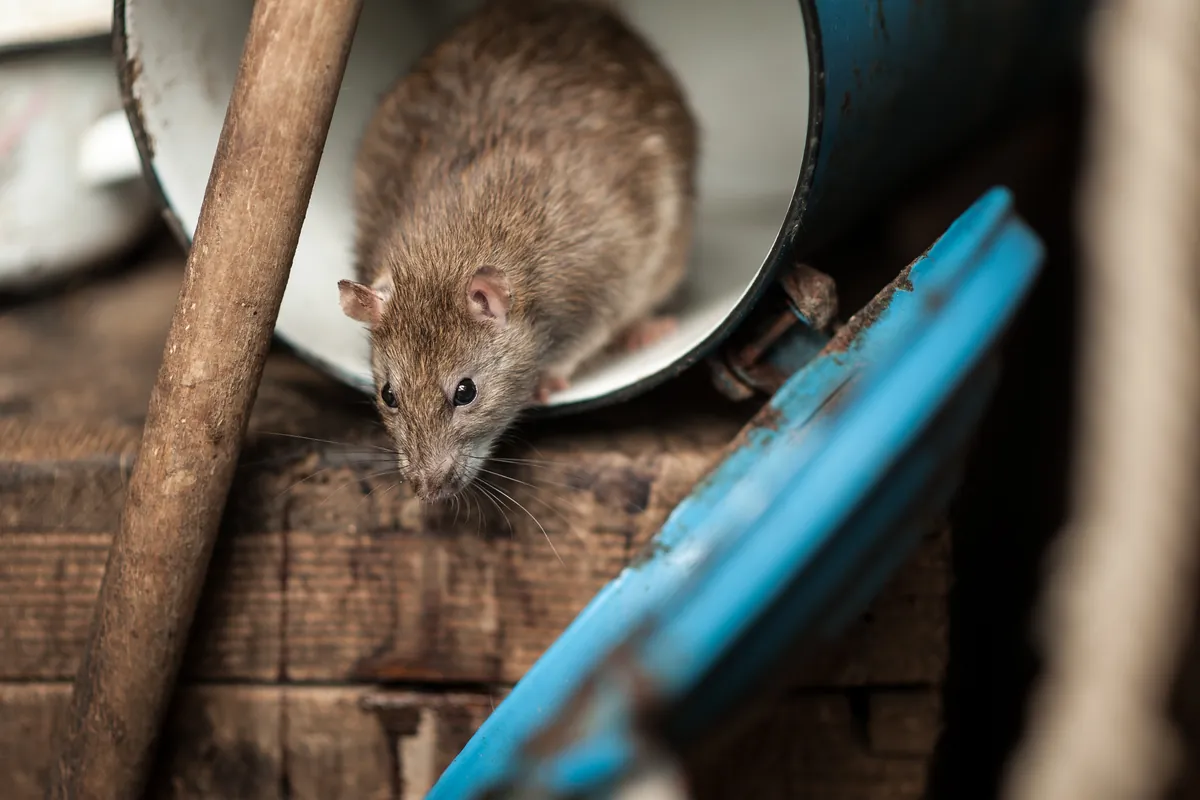 Rat surmulot dans un local de stockage, près d'un seau renversé