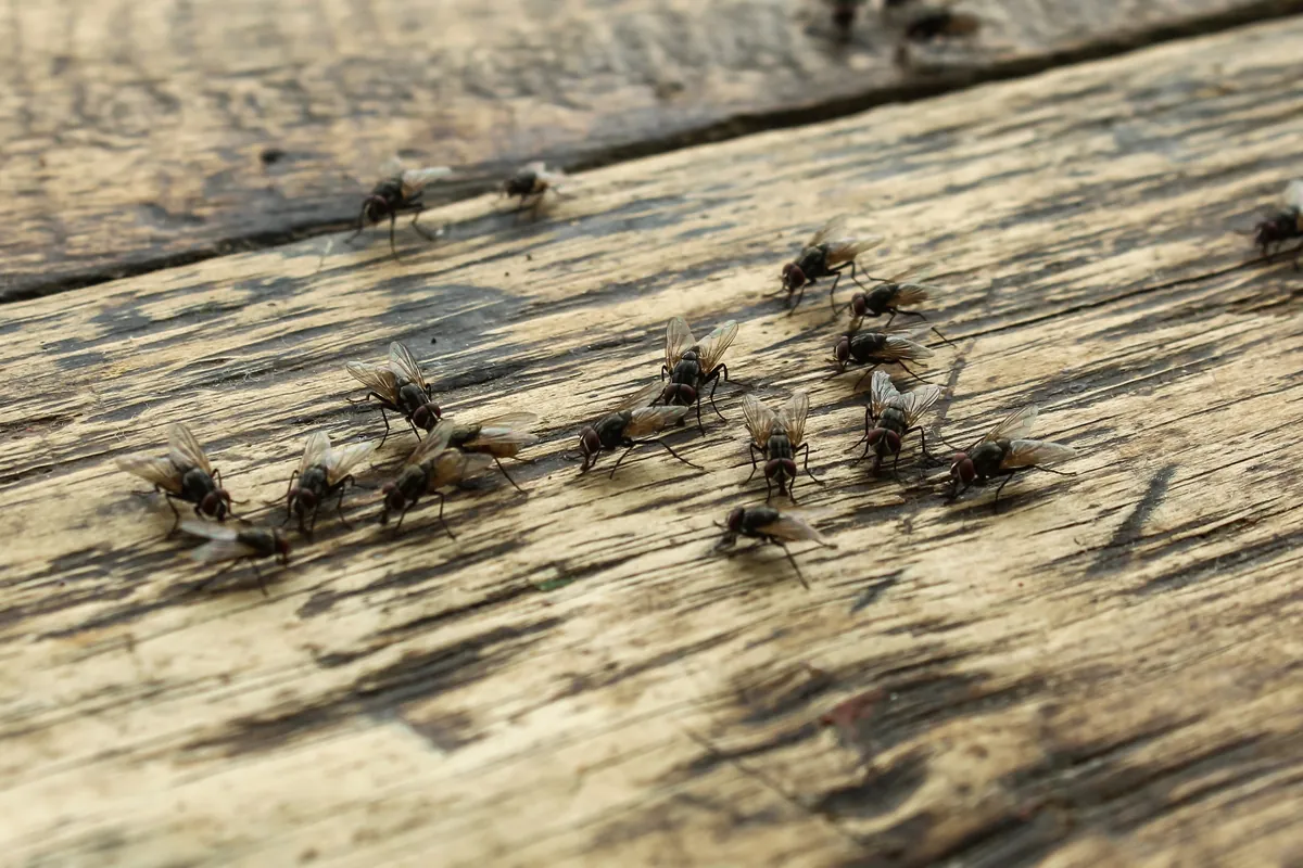Mouches posées sur une planche de bois